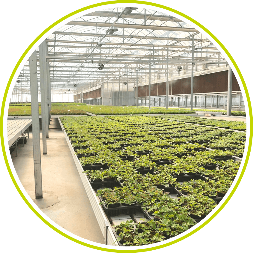Environmental Agricultural Greenhouse Skyplant